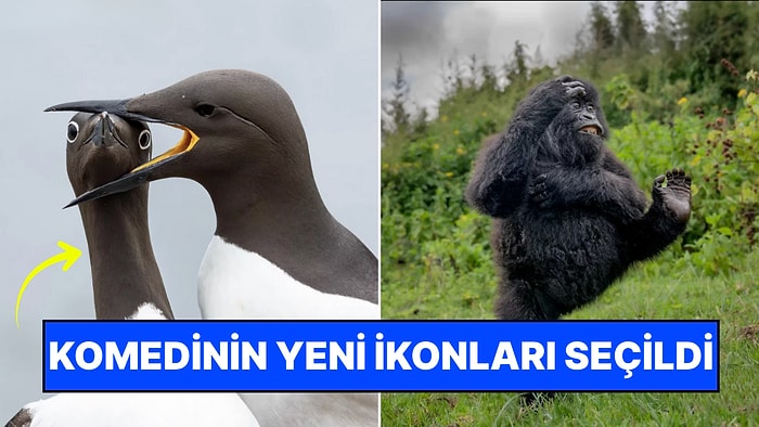 Gülümse, Çekiyorum: 2025'in En Komik Hayvan Fotoğrafları