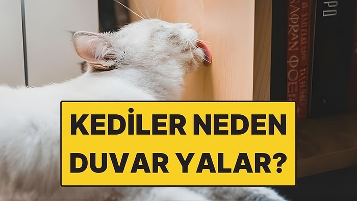 Kediler Neden Duvar Yalar?