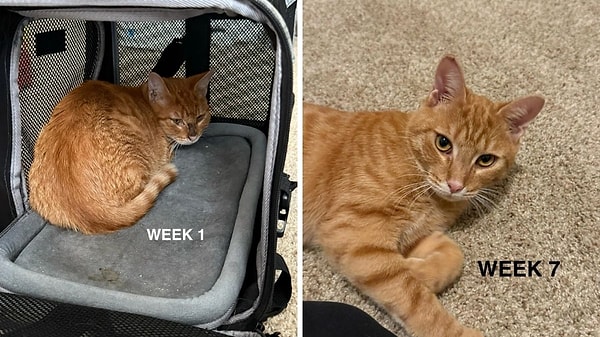 2. Sarman sahiplendiyseniz vay halinize! 😂 Şaka tabii ki, gerçek kedi gurmelerinde sarmanların yeri bi' başkadır.