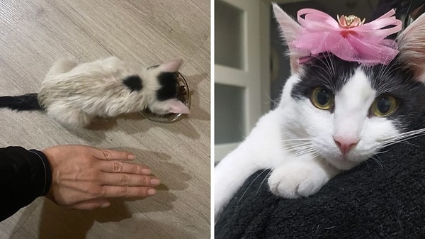 4. Bir okuyucumuzdan gelen görsel, tabii ki favorimiz oldu! Bu güzelliğin ismi de kendisi gibi Lokum 😍