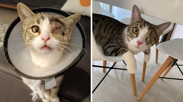 6. Yine bir okuyucu görseliyle karşınızdayız! Bu yavrumuz, gözleri yaralı halde kurtulmuş. Sevginin iyileştirici gücü Prenses Zeyana'ya da yaramış ❤️