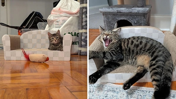 8. Tekirler ve eksantrik pozları....