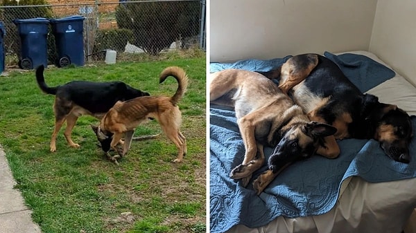 9. Önceden bi' deri bi' kemik kalan şu danalara bakın hele!