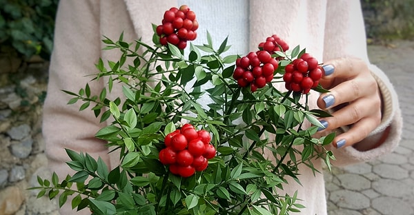 Peki kokinanın anlamı ne?