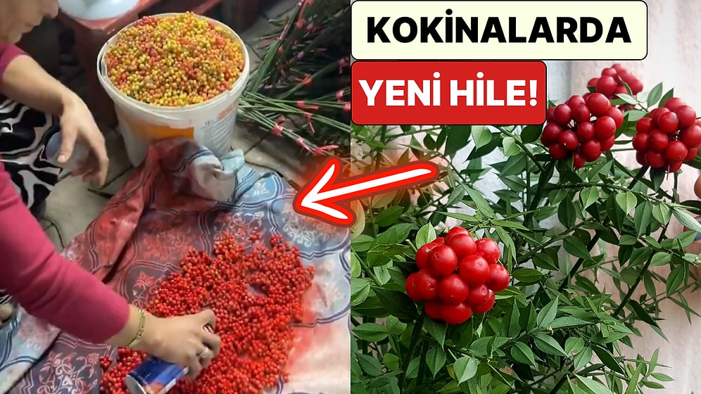 Kokina Sevdalıları Hayal Kırıklığına Uğrayacak: Yılbaşının Yeni Simgesi Kokina'da Yapılan Hile Paylaşıldı