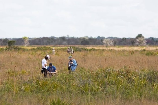 Jurassic Park Becomes Reality as Mosquitoes Reveal Animal DNA in Florida