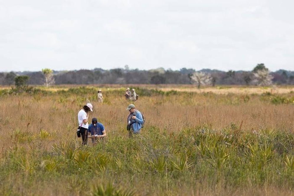 Jurassic Park Becomes Reality as Mosquitoes Reveal Animal DNA in Florida