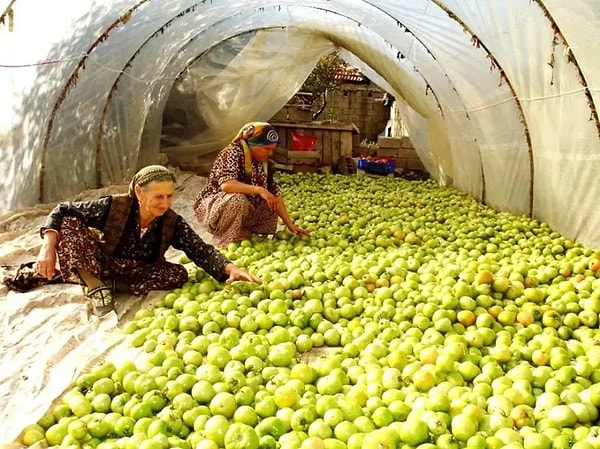 Kırağı riskine karşı ürünleri olgunlaşmadan topluyorlar.