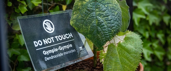 Bilimsel adı Dendrocnide Moroides olan ve ana vatanı Avustralya ile Malezya yağmur ormanları olan bu tür, botanikçiler tarafından dünyanın en tehlikeli bitkisi olarak nitelendiriliyor.