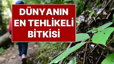 Dokunana Asit ve Elektrik Şoku Hissi Veriyor: Dünyanın En Tehlikeli Bitkisi “Gympie-Gympie”