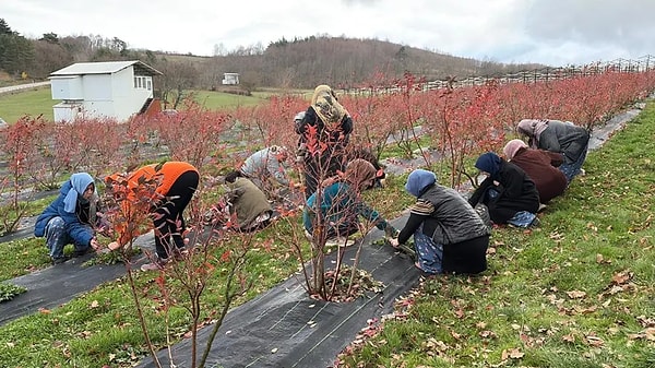 Bursa ve İstanbul gibi metropollerde yaşayan 13 kadın, geleneksel yaşamın huzuruna ve üretimin gücüne inanarak doğup büyüdükleri Candarlı köyüne "tersine göç" yaptı.