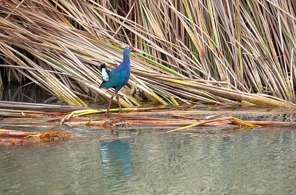 Saz horozu, dünyada yalnızca sınırlı bölgelerde yaşıyor.