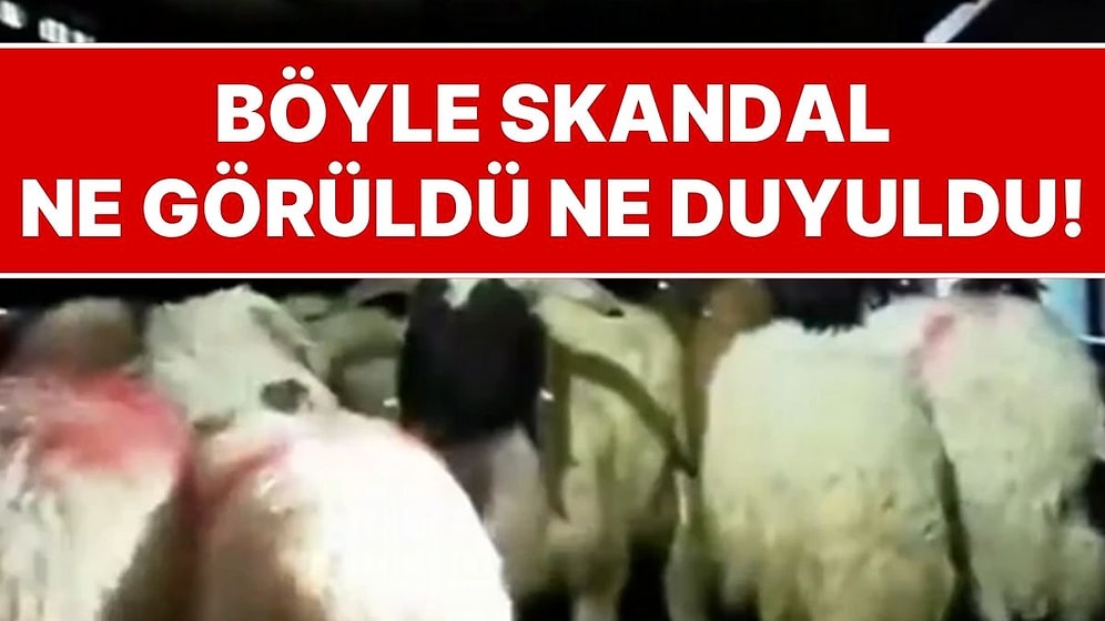 İçişleri Bakanı Açıkladı: Küçükbaş Hayvanların Karnına Gizlenmiş 54,6 Kilo Uyuşturucu Yakalandı