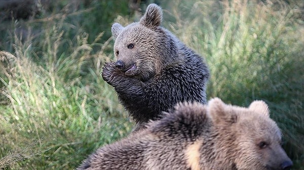 Japonya'da ayı saldırıları arttı. Hükümet, 9 binden fazla ayıyı öldürdü.