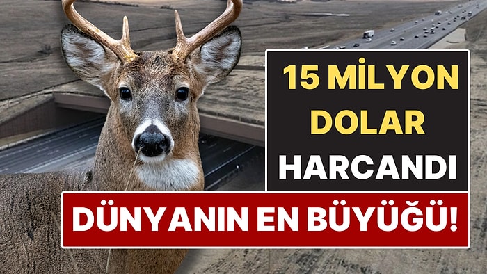 15 Milyon Dolar Harcandı! Dünyanın En Büyük Yaban Hayatı Köprüsü Açıldı
