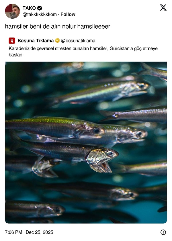 Kuşlardan umudu kestik.