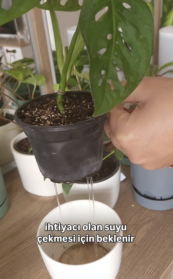 Saksının dibinde kalan suyu dökmeyi sakın unutmayın!
