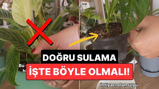 Yıllardır Yanlış Suluyor Olabilir Misiniz? Bitkileri Öldüren O Yaygın Hata!