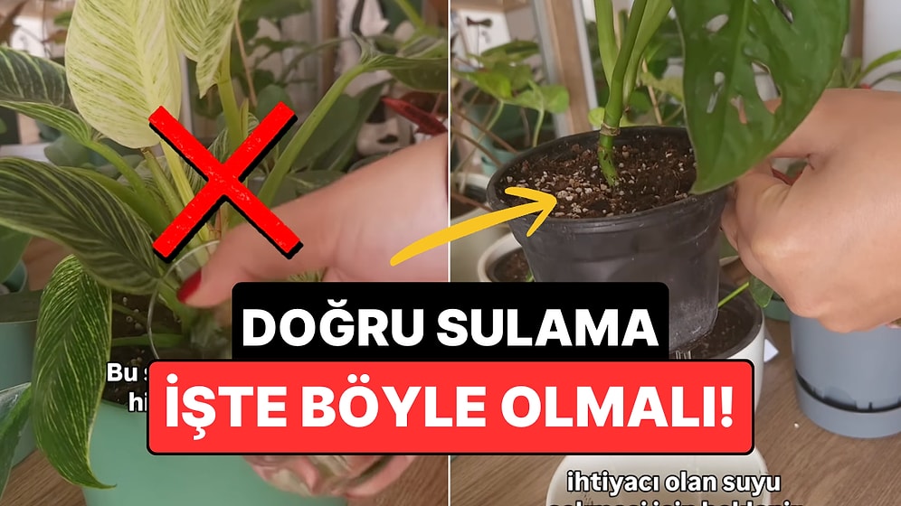 Yıllardır Yanlış Suluyor Olabilir Misiniz? Bitkileri Öldüren O Yaygın Hata!
