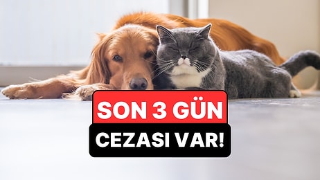 Son 3 Gün! Evcil Hayvanı Olanlar Dikkat, 31 Aralık'tan Sonra Cezası Var