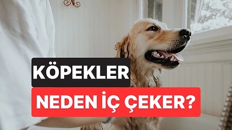 Köpeğinizin İç Çekmesi Sandığınız Kadar Masum Olmayabilir: Uzmanlar Gerçek Anlamını Açıkladı