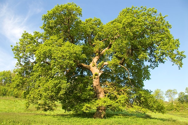 Bazı ağaçlar, biyolojik dokuları ve büyüme biçimleriyle yıldırımı diğerlerinden çok daha kolay çeker.