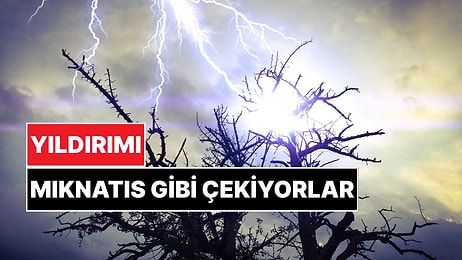 Yağışlı Havalarda Bu Ağaçlardan Kaçın! Yıldırımı Çeken Ağaçlar Açıklandı