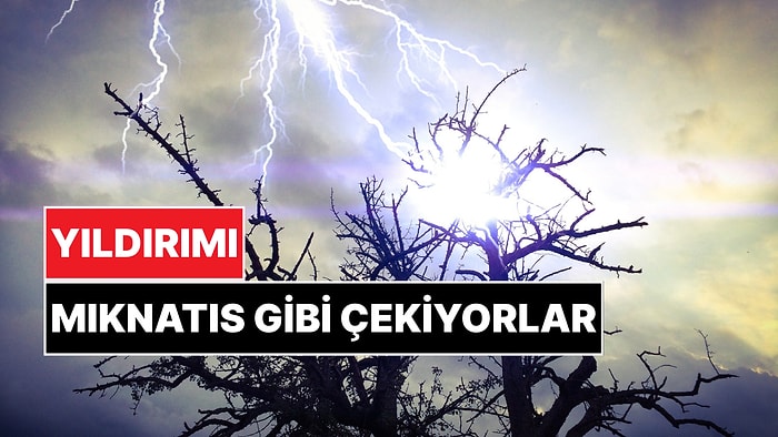 Yağışlı Havalarda Bu Ağaçlardan Kaçın! Yıldırımı Çeken Ağaçlar Açıklandı