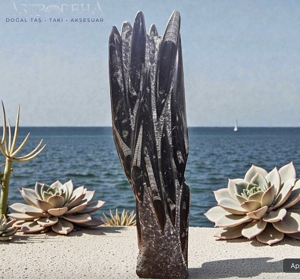 Belemnit’in en temel enerjisi, karmik bağların ve enerjik kordonların dönüştürülmesi üzerinedir.