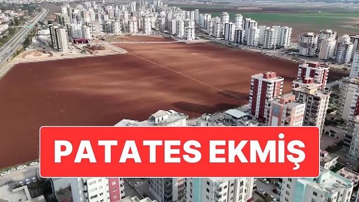 Adana’da Tüm Israrlara Rağmen Tarlasını Müteahhitlere Vermeyen Vatandaş Patates Ekimi Yaptı