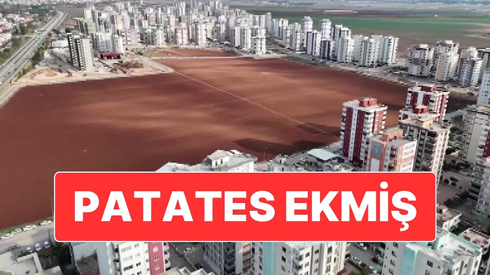 Adana’da Tüm Israrlara Rağmen Tarlasını Müteahhitlere Vermeyen Vatandaş Patates Ekimi Yaptı