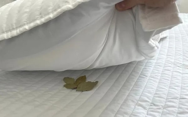 Kuru defne yaprağı kullanıldığında herhangi risk bulunmuyor