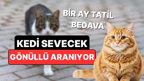 Komşu Ülkede Günde 5 Saat Kedi Sevecek Gönüllüler Aranıyor: Üstelik Konaklama Ücretsiz