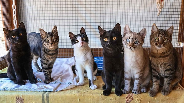 Looking for a cat lover in Greece!