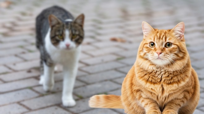 Volunteers Needed to Spend 5 Hours Petting Cats: Plus, Free Accommodation!