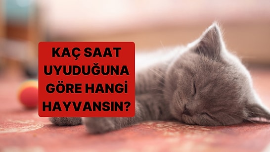 Günde Kaç Saat Uyuduğunu Söyle, Senin Hangi Hayvan Olduğunu Tahmin Edelim!