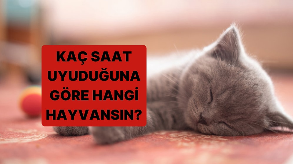 Günde Kaç Saat Uyuduğunu Söyle, Senin Hangi Hayvan Olduğunu Tahmin Edelim!