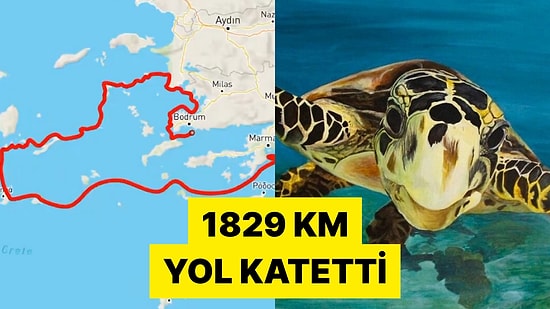 Çip Takılan Bir Deniz Kaplumbağasının Ege Denizi'ndeki Bir Yıllık Rotası Görüntülendi