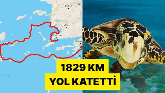 Çip Takılan Bir Deniz Kaplumbağasının Ege Denizi'ndeki Bir Yıllık Rotası Görüntülendi