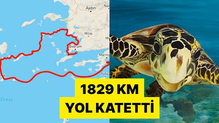 Çip Takılan Bir Deniz Kaplumbağasının Ege Denizi'ndeki Bir Yıllık Rotası Görüntülendi