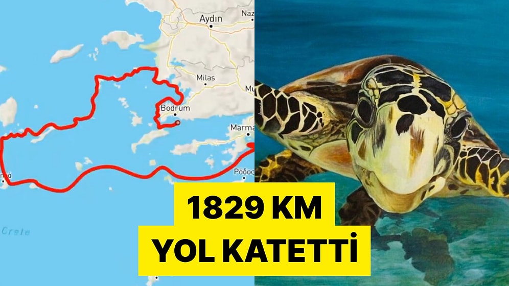 Çip Takılan Bir Deniz Kaplumbağasının Ege Denizi'ndeki Bir Yıllık Rotası Görüntülendi