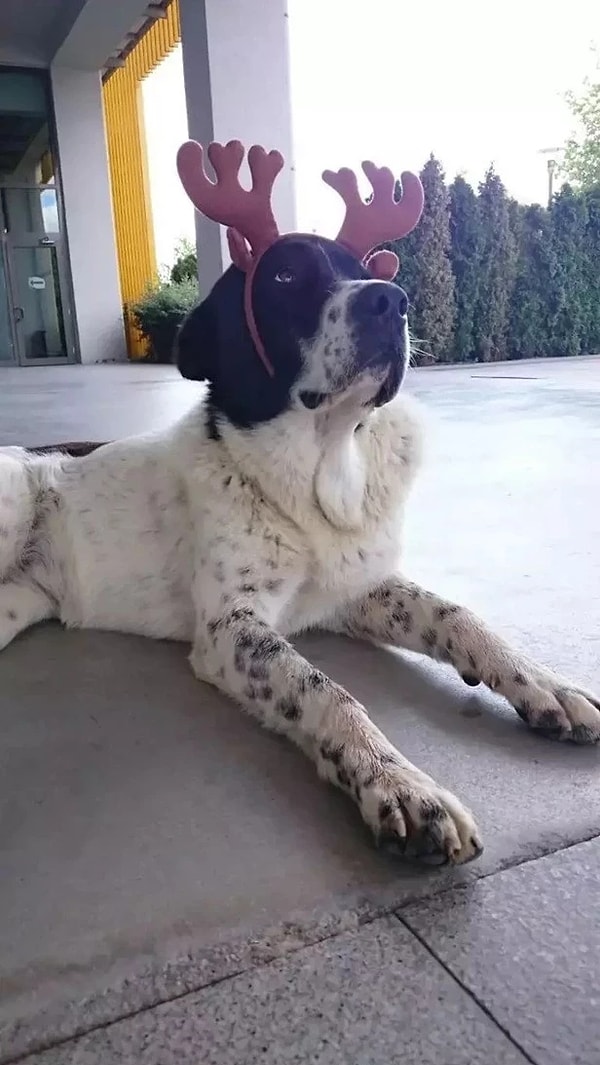 Ankara’nın Yenimahalle ilçesindeki Demetevler metro istasyonunda meydana gelen olay, hayvanseverleri ve bölge halkını yasa boğdu.