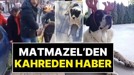 Ankara Metrosunun 15 Yaşındaki Meşhur Köpeği Matmazel'in Acı Ölümü: Metro Çalışanları Görevden Alındı