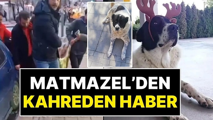 Ankara Metrosunun 15 Yaşındaki Meşhur Köpeği Matmazel'in Acı Ölümü: Metro Çalışanları Görevden Alındı