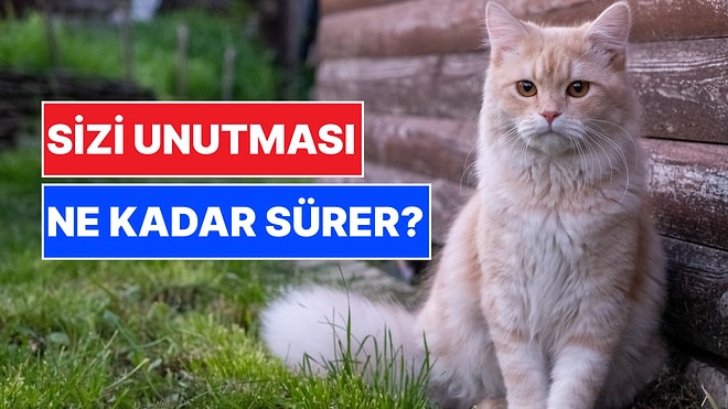 Kedimizin Bizi Unutması Ne Kadar Sürer? Düşündüğümüz Kadar Nankör Değiller!