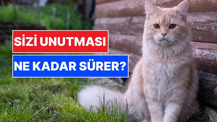 Kedimizin Bizi Unutması Ne Kadar Sürer? Düşündüğümüz Kadar Nankör Değiller!