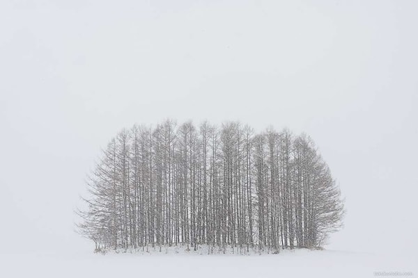 Ağaçlar gitti, turist rotası değişti