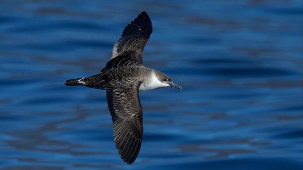 Türkiye'de ilk görüntülendi: Büyük yelkovan kuşu