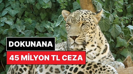 Bu Hayvanlara Dokunan 45 Milyon TL Ceza Ödeyecek: Türkiye'nin En Değerlisi Seçildiler!