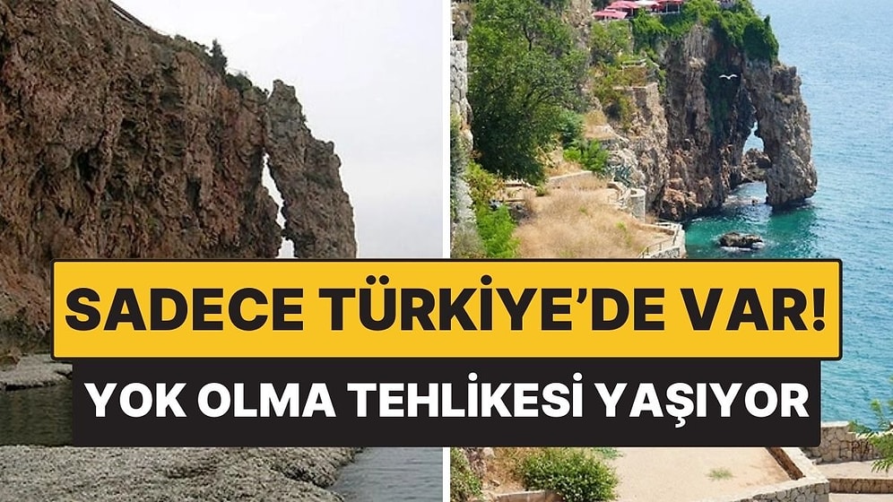 Dünyada Eşi Yok, Sadece Türkiye’de Var! Yok Olma Tehlikesi Her Geçen Gün Büyüyor